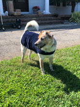 throwbee® Pet Poncho - Blue