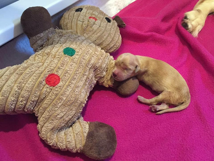 Shelter goldens take comfort in our shelter blankets - giving back feels good.