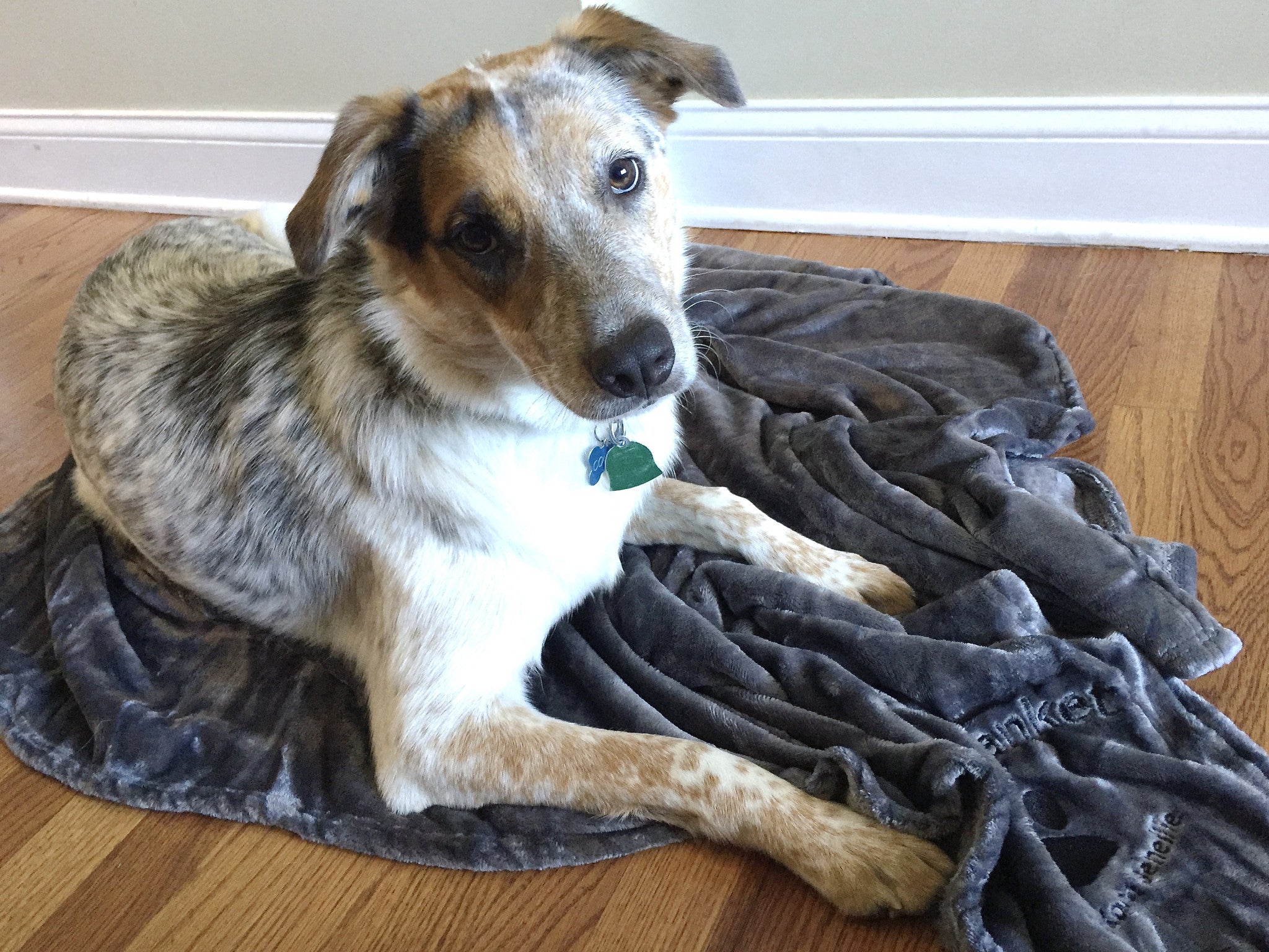 Kona Pet Blanket by Kona Benellie GRAY